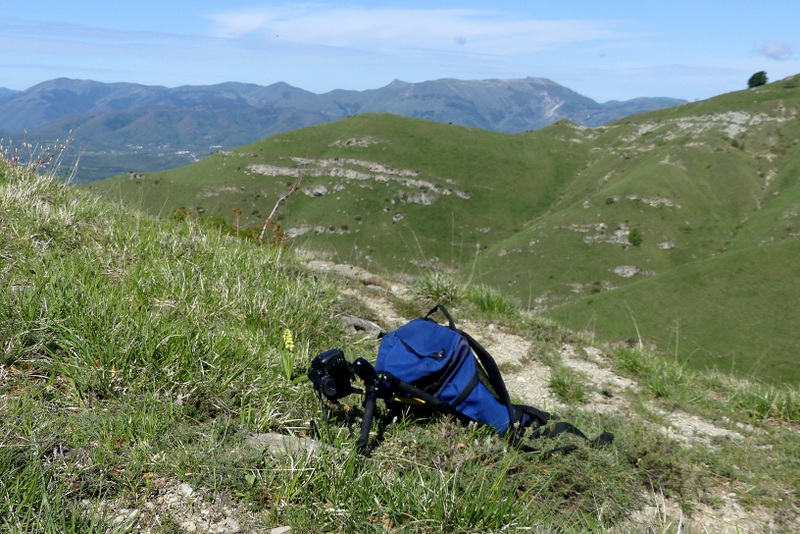 Monte Doro e Cima della Laghetta, le orchidee e i loro ambienti - luglio 2025.
